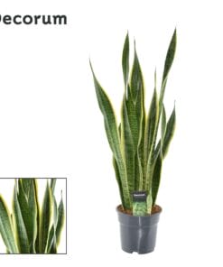Sansevieria Laurentii Xl (Decorum) - Ø17Cm - ↕70Cm