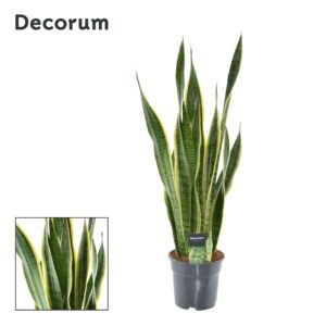 Sansevieria Laurentii – grote kamerplant met geel omrande bladeren – ±17 cm