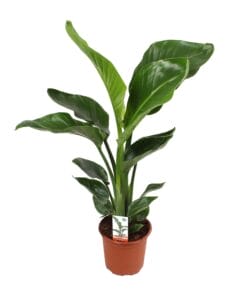 Strelitzia Nicolai 17 Cm - Ø17Cm - ↕70Cm