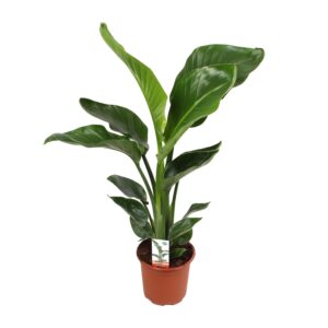 Strelitzia nicolai – Paradijsvogelplant – grote tropische kamerplant – ±17 cm