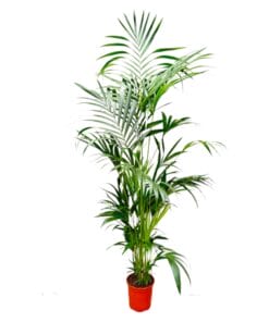 Kentia Palm - 200 Cm - Ø24-30Cm
