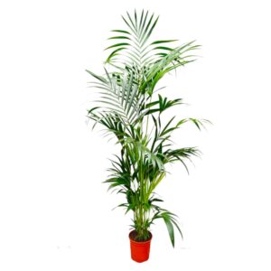 Kentia Palm (Howea forsteriana) – statige tropische kamerpalm – pot 24 cm, ±200 cm