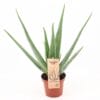 Aloe Vera P14 - Ø14Cm - ↕45Cm