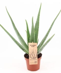 Aloe Vera P14 - Ø14Cm - ↕45Cm
