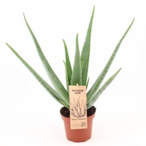 Aloe Vera – makkelijke vetplant met medicinale gel – ±14 cm