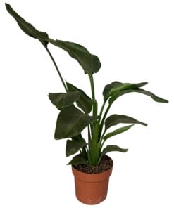 Strelitzia Nicolai 2Pp - Ø17Cm - ↕65Cm