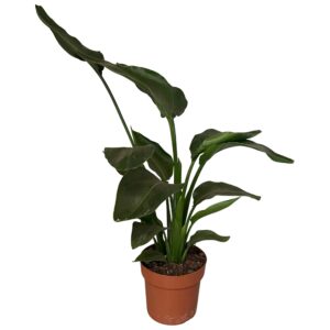 Strelitzia Nicolai – Paradijsvogelplant – grote tropische kamerplant – ±17 cm