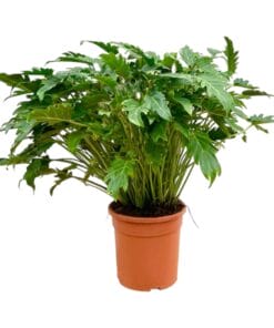 Philodendron Xanadu - 80 Cm - Ø27