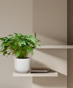 Philodendron Xanadu - 80 Cm - Ø27 - Afbeelding 4