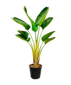 Strelitzia Augusta - 160 Cm - Ø21-24Cm