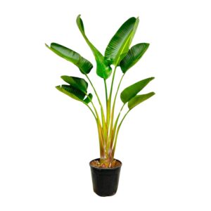 Strelitzia Augusta – Witte Paradijsvogelplant voor grote ruimtes – pot 21 cm, ±160 cm