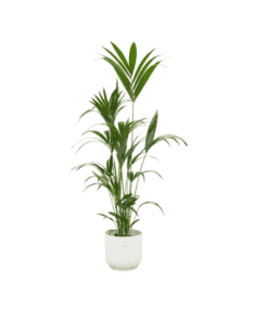 Combi Deal - Kentia Palm Inclusief Elho Vibes Fold Round Wit Ø30 - 160 Cm