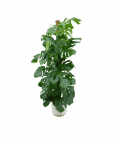Combi Deal - Monstera Pertusum Xl Inclusief Elho Jazz Round Wit Ø26 - 150 Cm
