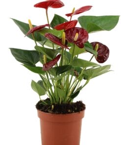 Anthurium Calon In Transparant Sleeve - Ø12Cm - ↕36Cm
