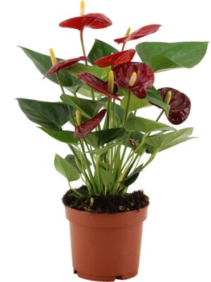 Anthurium – bloeiende kamerplant met wasachtige hartbloemen – ±12 cm