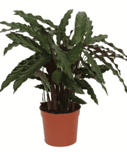 Calathea Elgergrass - 70Cm - Ø17Cm