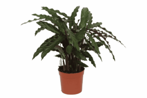 Calathea Elgergrass – kamerplant met sierlijk golvend blad – ±70 cm