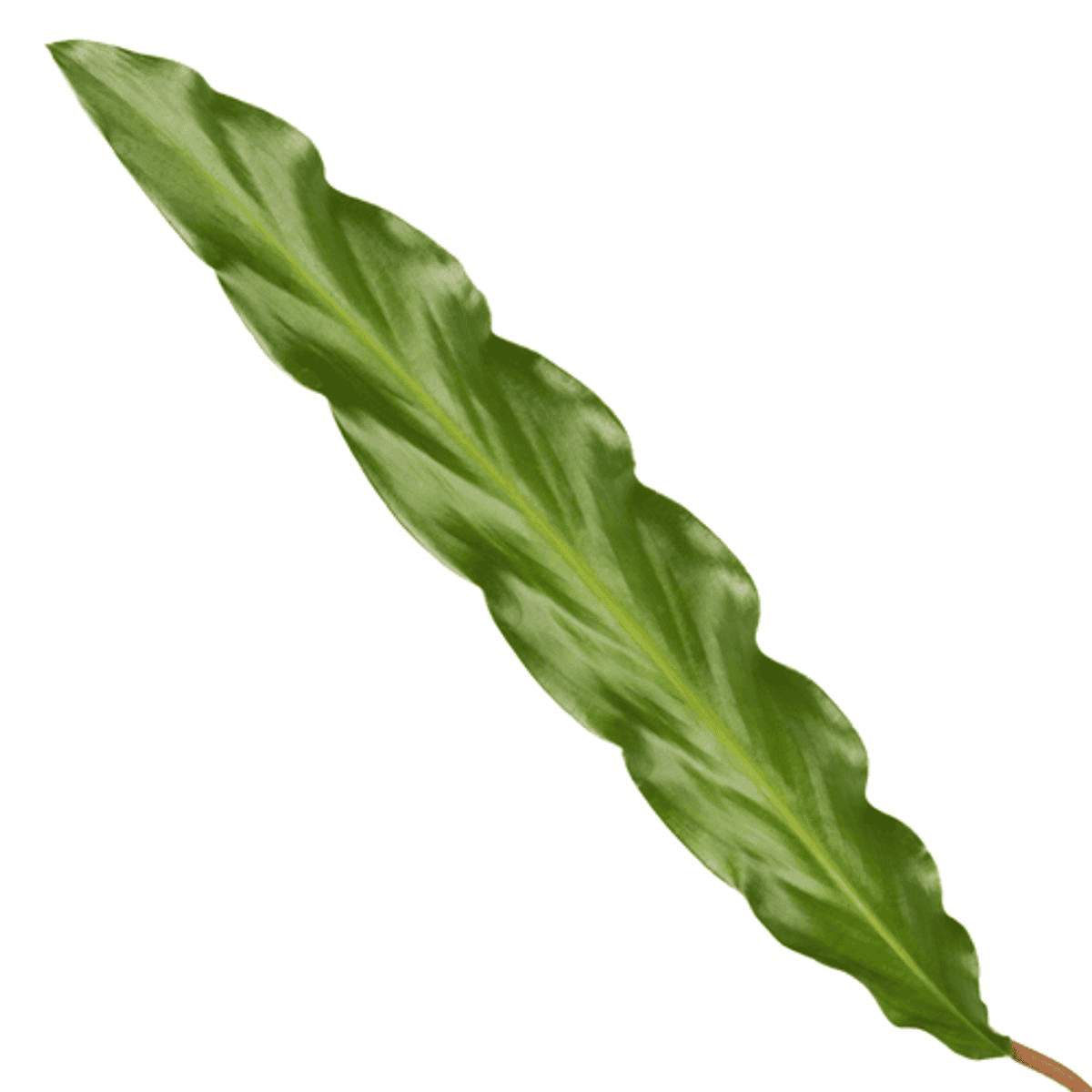 Calathea Elgergrass - 70Cm - Ø17Cm - Afbeelding 2