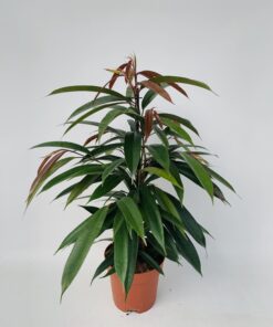 Ficus Binnendijkii 'Amstel King' P17 - Ø17Cm - ↕75Cm