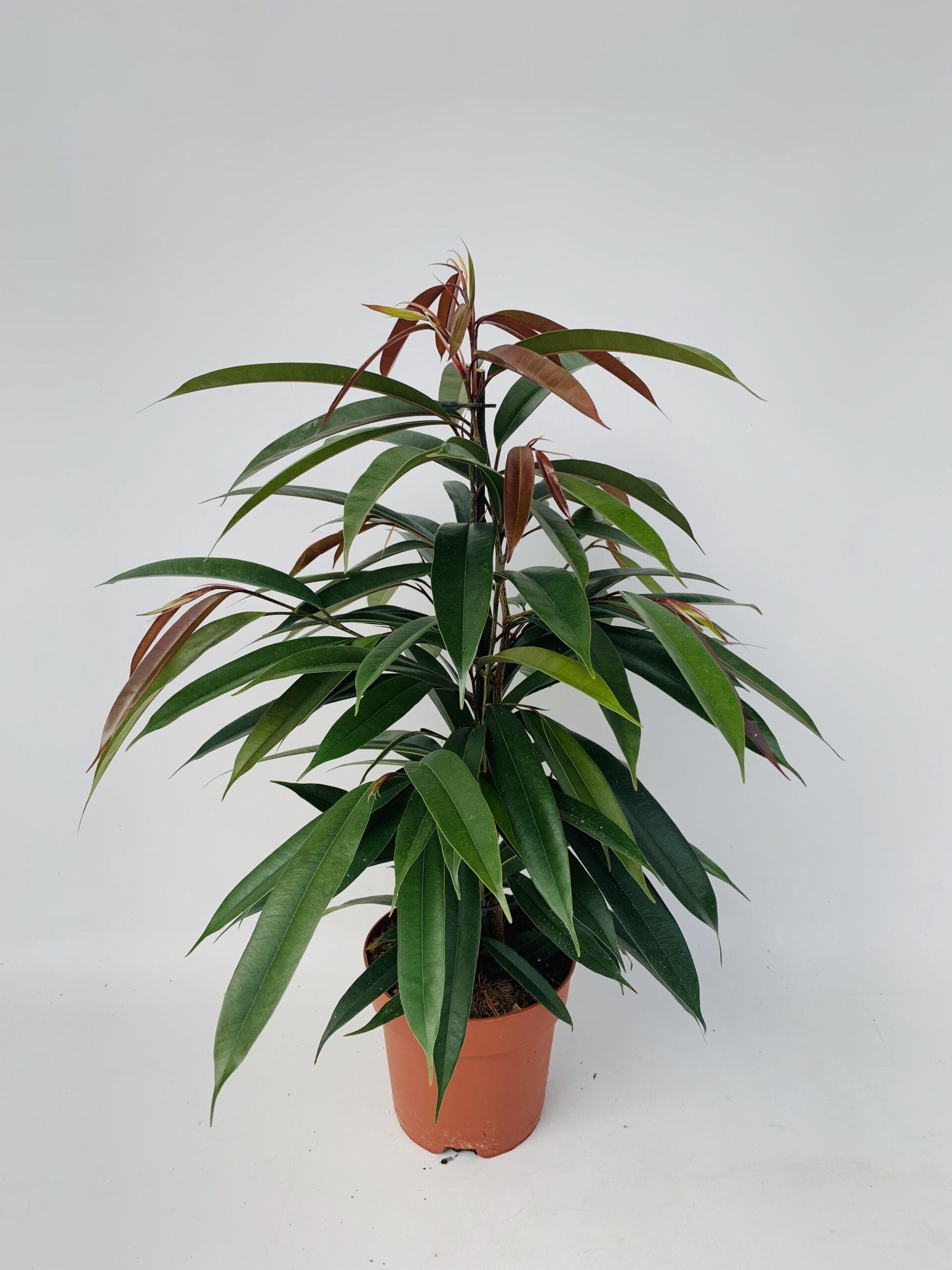 Ficus Binnendijkii 'Amstel King' P17 - Ø17Cm - ↕75Cm