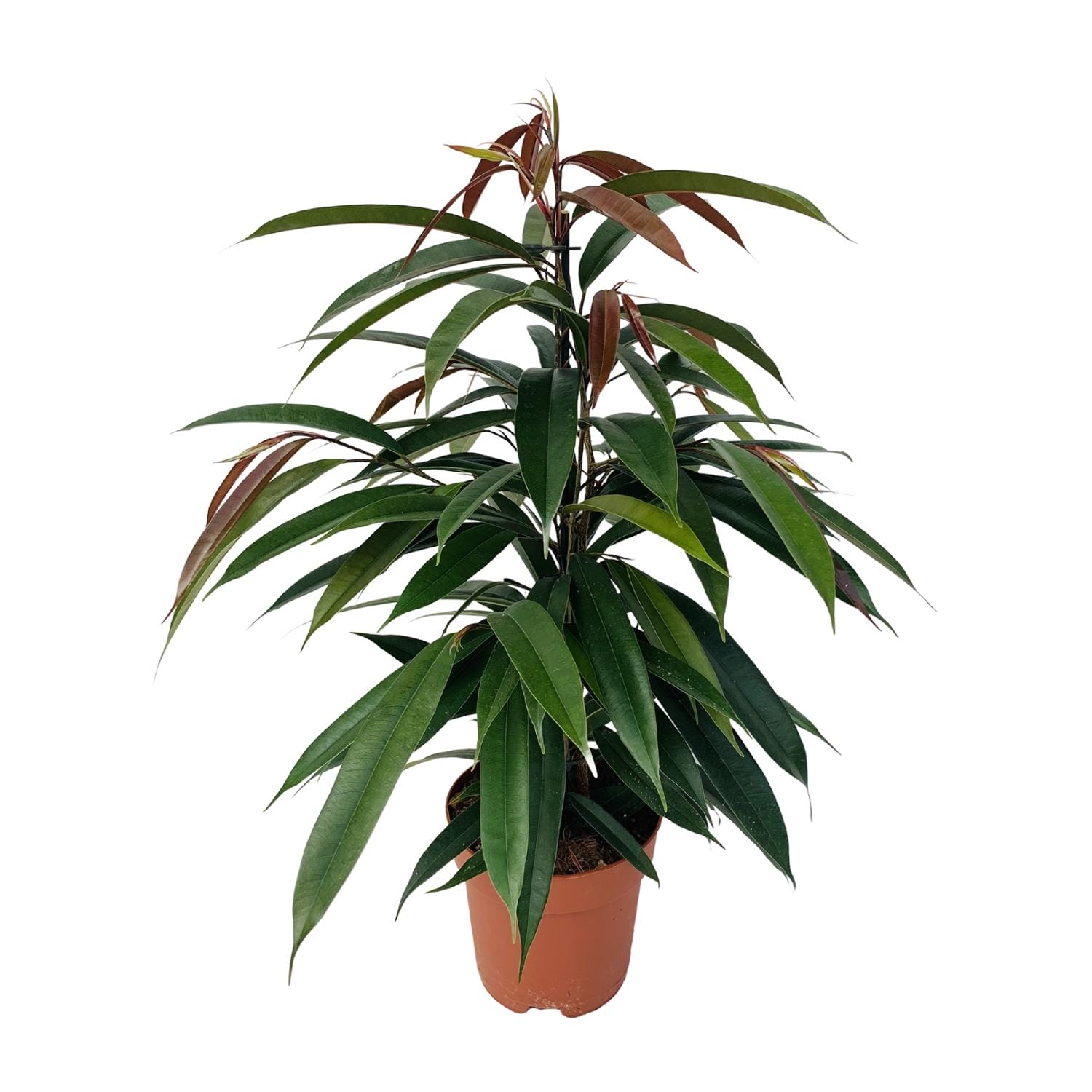 Ficus Binnendijkii 'Amstel King' P17 - Ø17Cm - ↕75Cm - Afbeelding 2