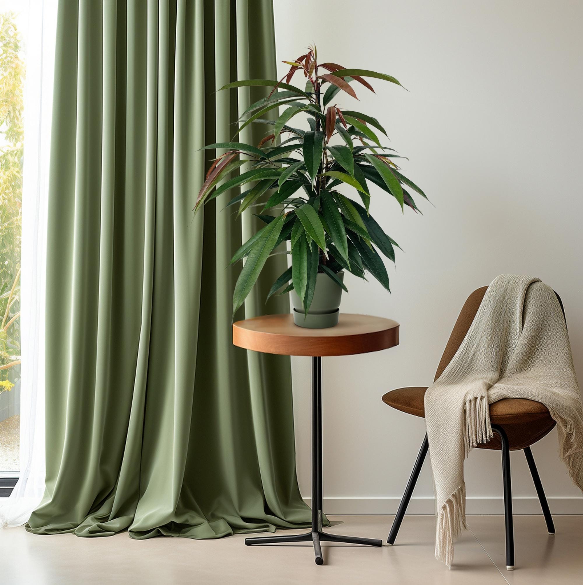 Ficus Binnendijkii 'Amstel King' P17 - Ø17Cm - ↕75Cm - Afbeelding 3