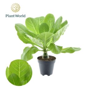 Brighamia – Kool op een stok – bedreigde kamerplant – ±12 cm