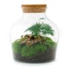 Diy Terrarium - Little Joe - ↕ 21,5 Cm