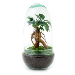 Diy Terrarium - Egg Bonsai - ↕ 25 Cm