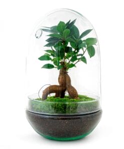 Diy Terrarium - Egg Xl Bonsai - ↕ 30 Cm
