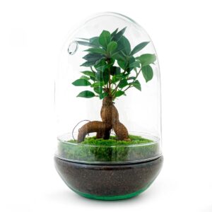 Diy Terrarium - Egg Xl Bonsai - ↕ 30 Cm