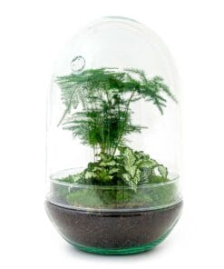 Diy Terrarium - Egg Xl - ↕ 30 Cm