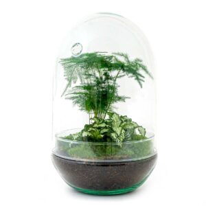 Diy Terrarium - Egg Xl - ↕ 30 Cm