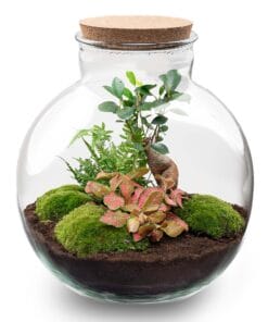 Diy Terrarium - Bolder Bob Bonsai - ↕ 30 Cm