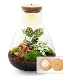 Diy Terrarium - Sam Calathea With Light - ↕ 30 Cm