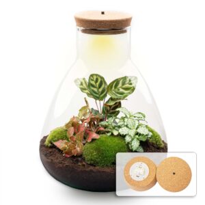 Diy Terrarium - Sam Calathea With Light - ↕ 30 Cm