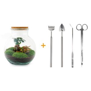 Diy Terrarium - Teddy Bonsai - ↕ 26,5 Cm