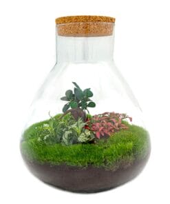 Sam Xl Bonsai - Diy Terrarium - 32 Cm Hoog
