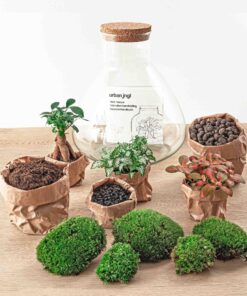 Sam Xl Bonsai - Diy Terrarium - 32 Cm Hoog - Afbeelding 2
