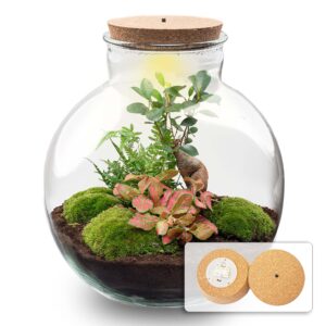 Terrarium Bolder Bob Bonsai + Led Verlichting In Kurk