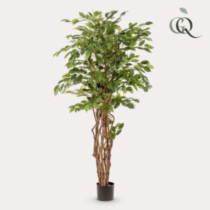 Kunstplant - Ficus Liana  - Vioolbladplant - 170Cm