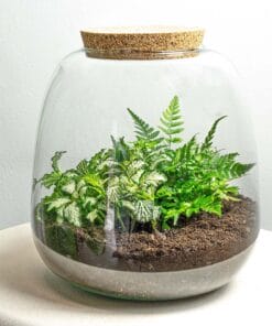 Planten Terrarium - Emma Mini - Diy Kit - ↑ 20 Cm - Ø 19 Cm