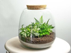 Planten Terrarium - Emma Mini - Diy Kit - ↑ 20 Cm - Ø 19 Cm