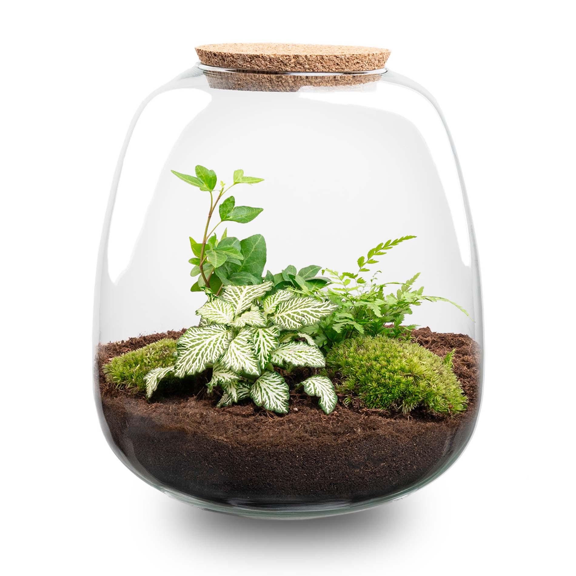 Plant Terrarium - Emma - Diy Kit - ↑ 25 Cm - Ø 23 Cm - Afbeelding 3