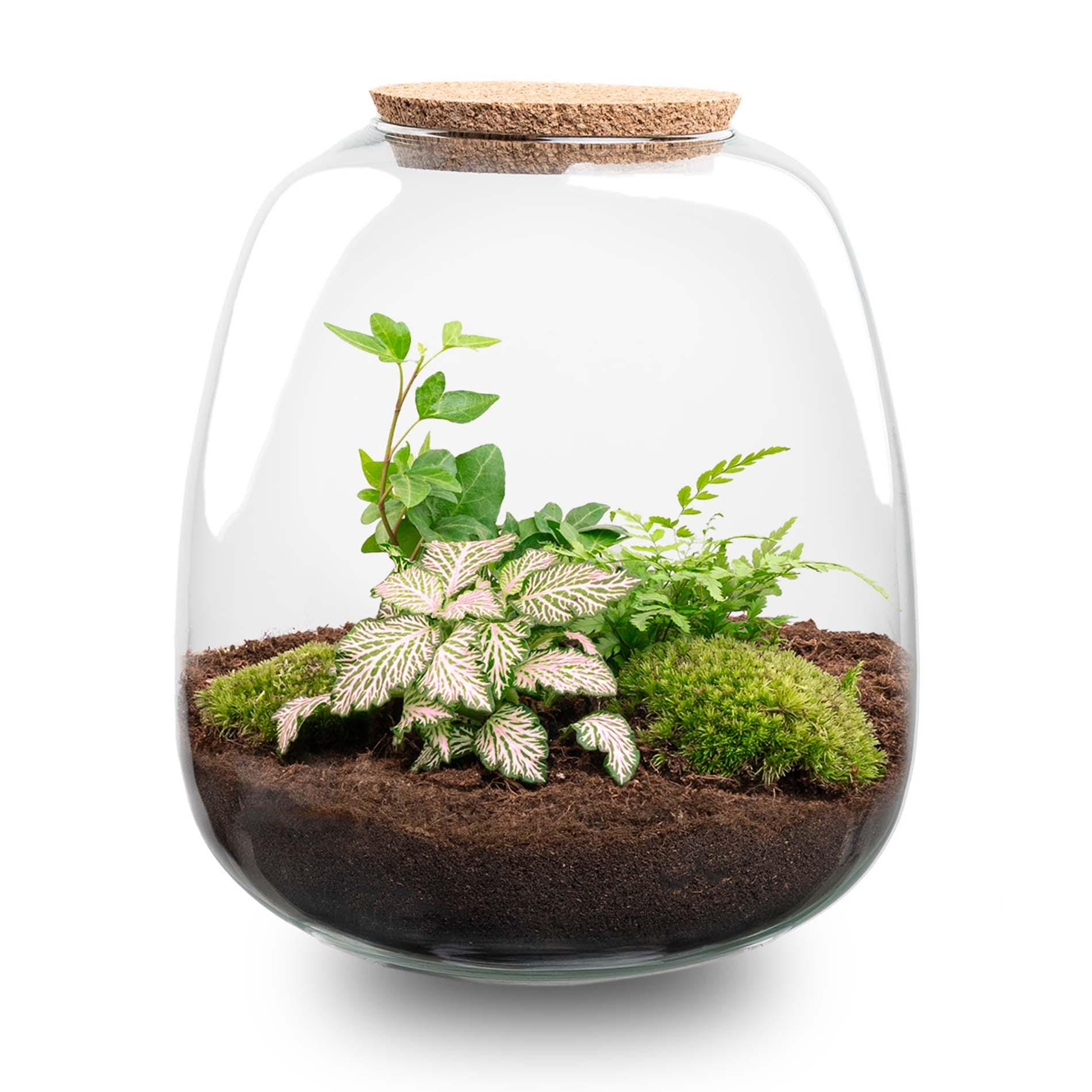 Plant Terrarium - Emma - Diy Kit - ↑ 25 Cm - Ø 23 Cm - Afbeelding 4