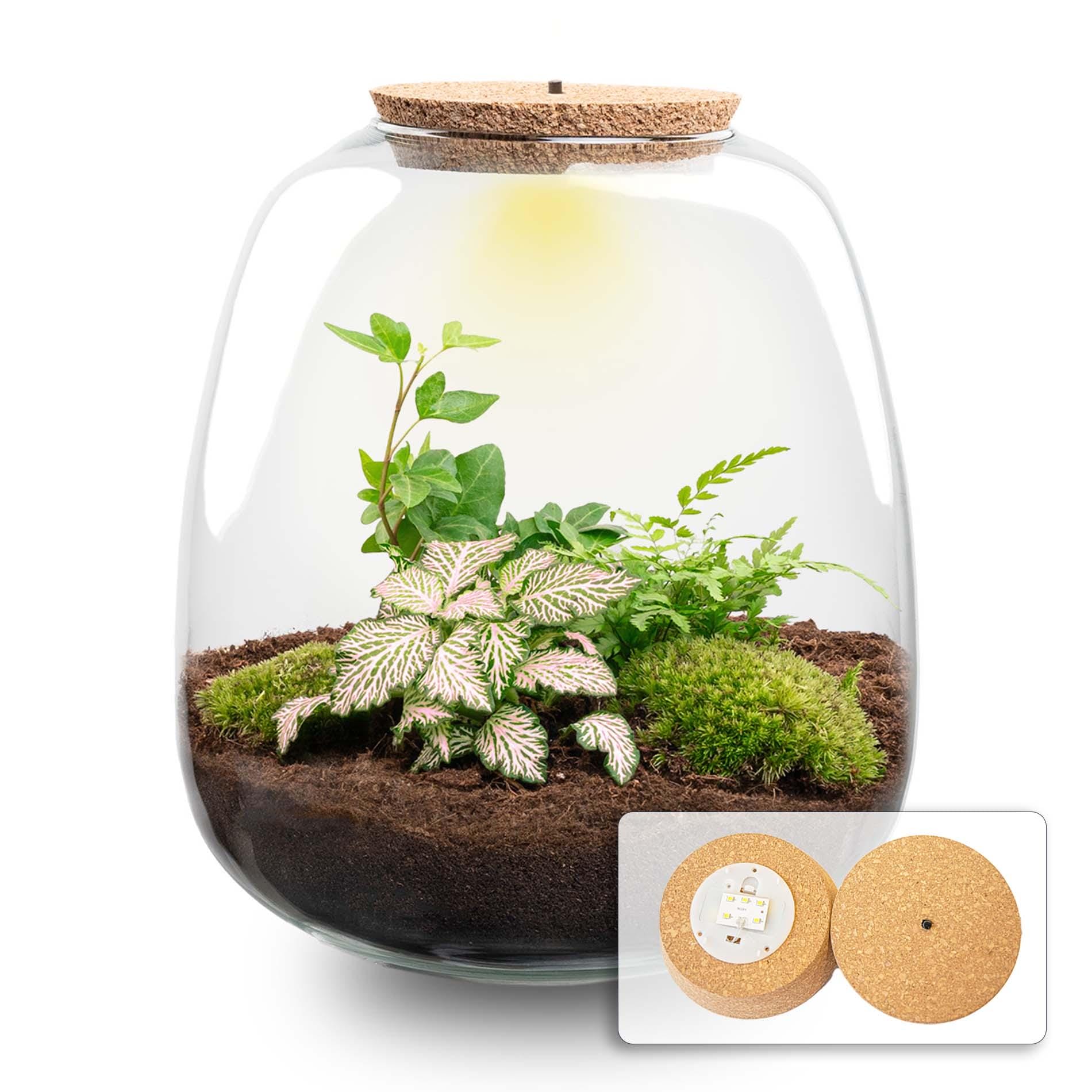 Plant Terrarium - Emma - Diy Kit - ↑ 25 Cm - Ø 23 Cm - Afbeelding 6