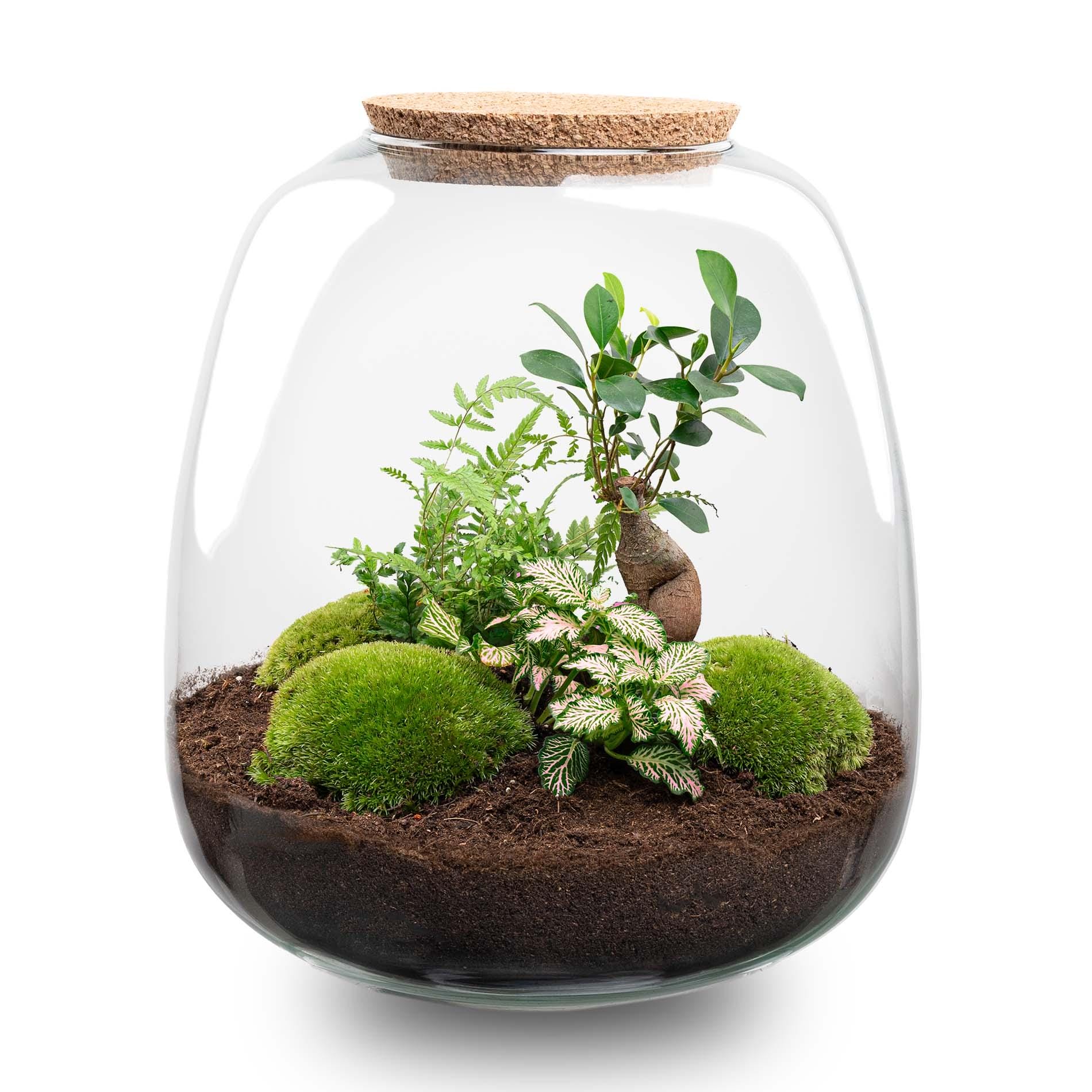 Plant Terrarium - Emma - Diy Kit - ↑ 25 Cm - Ø 23 Cm - Afbeelding 7