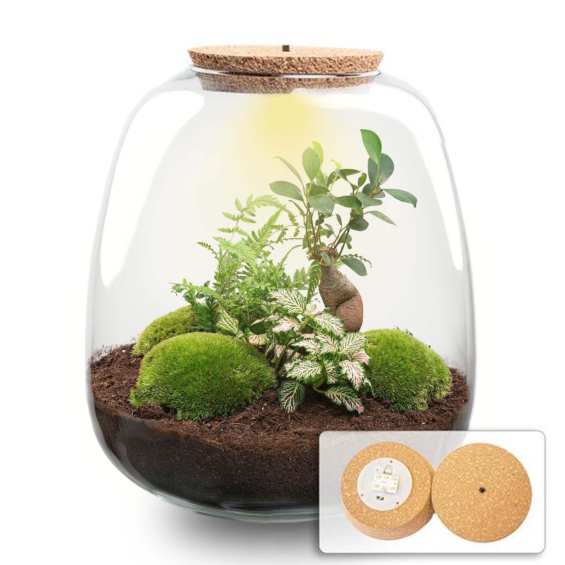 Plant Terrarium - Emma - Diy Kit - ↑ 25 Cm - Ø 23 Cm - Afbeelding 8