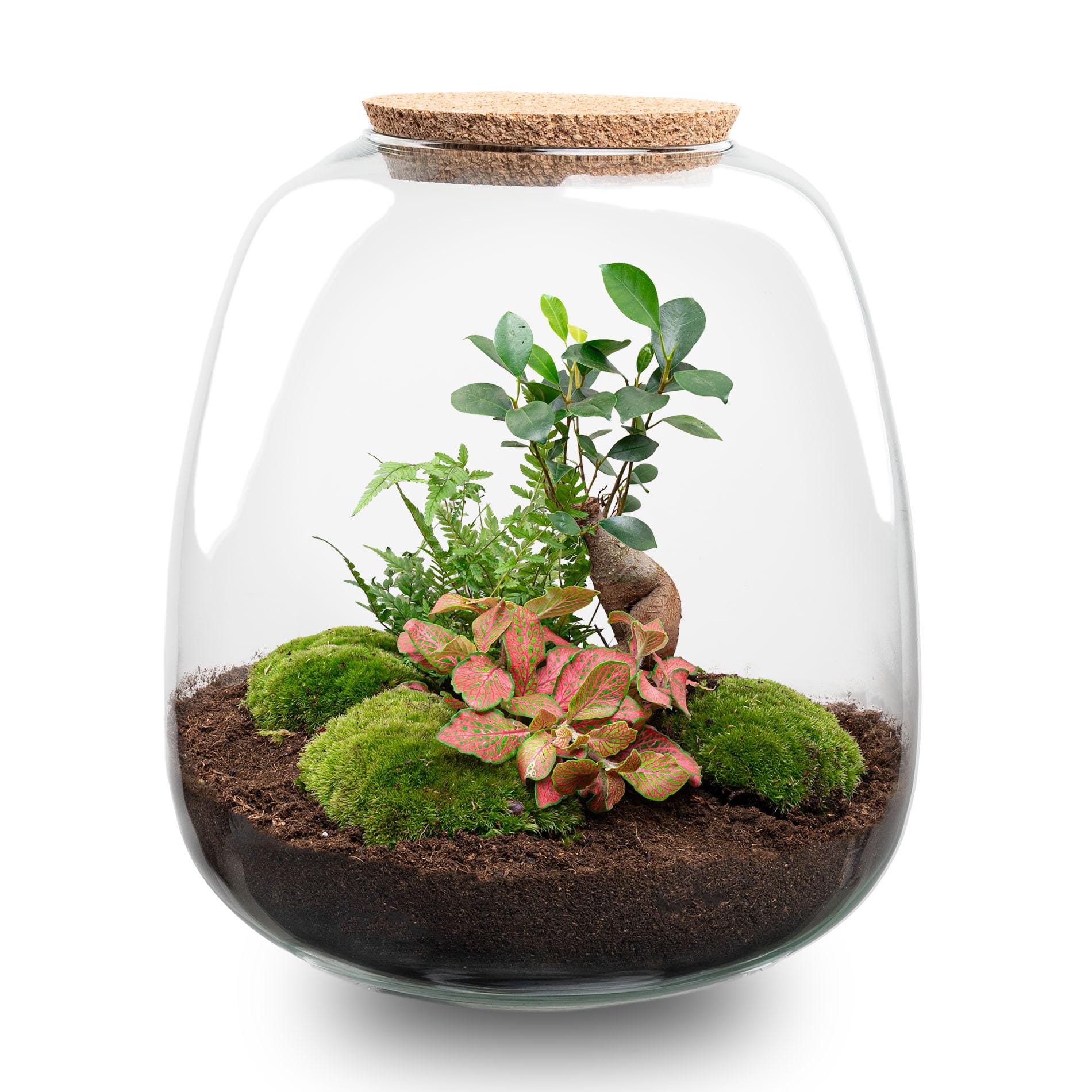 Plant Terrarium - Emma - Diy Kit - ↑ 25 Cm - Ø 23 Cm - Afbeelding 9