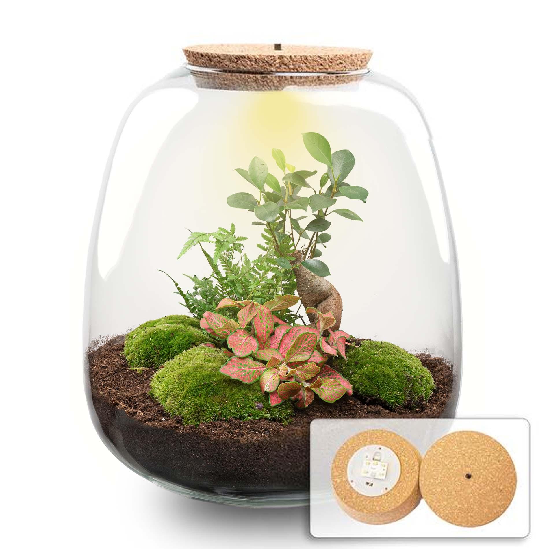 Plant Terrarium - Emma - Diy Kit - ↑ 25 Cm - Ø 23 Cm - Afbeelding 10